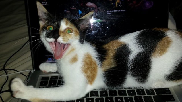 Коты и Кошки