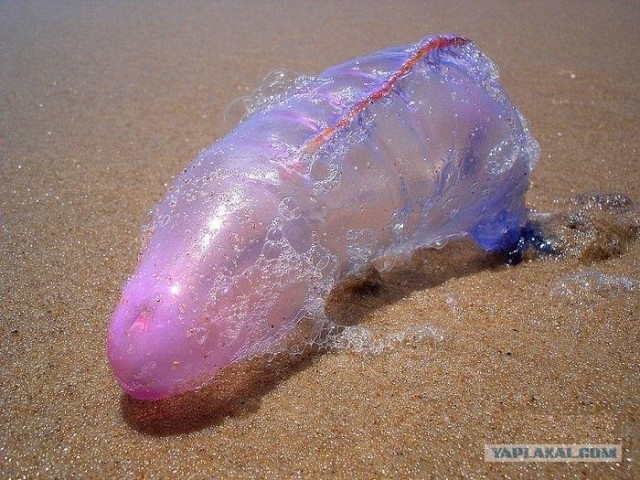 Аномальная медуза (2 фото)