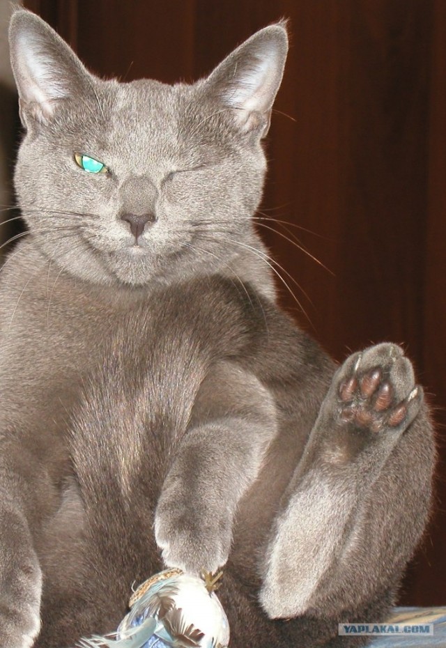 Котовторник. А как же?!