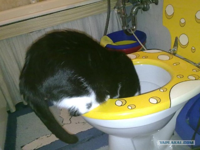 Котовторник 1.11.11