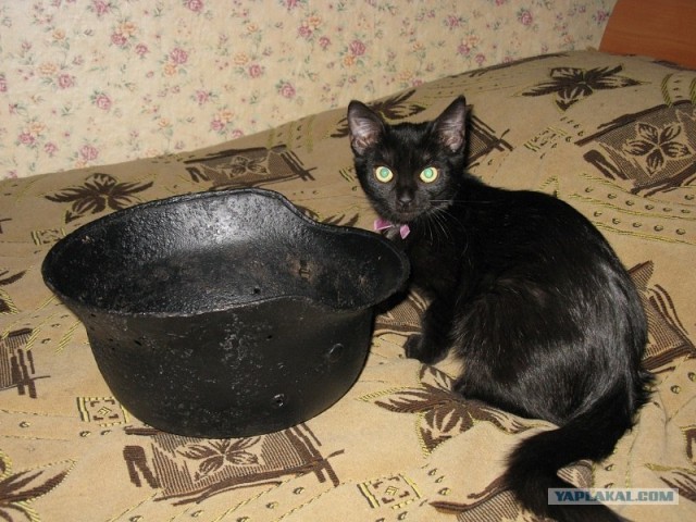 Котовторник (24. 01. 2012 )