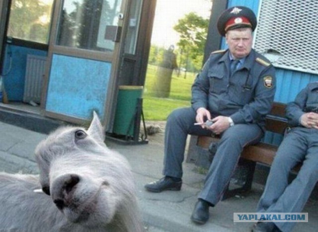 Ты нужен только самому себе (про полицию)