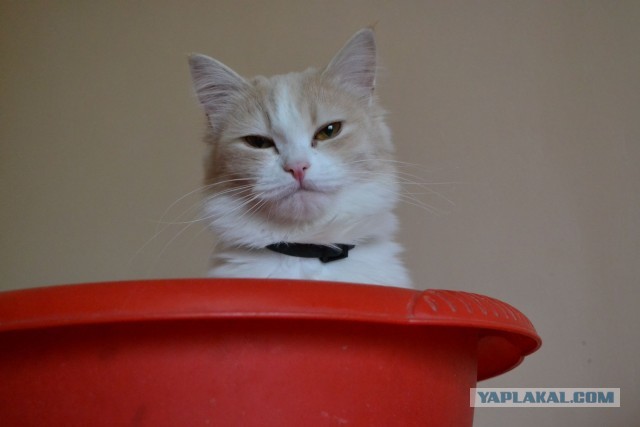 Кошка Варя
