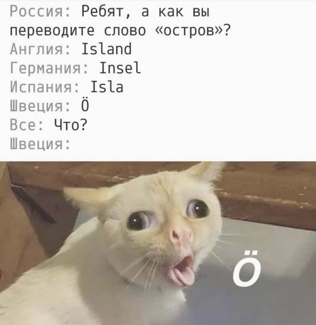 Весёлый полтишок 5.08.21