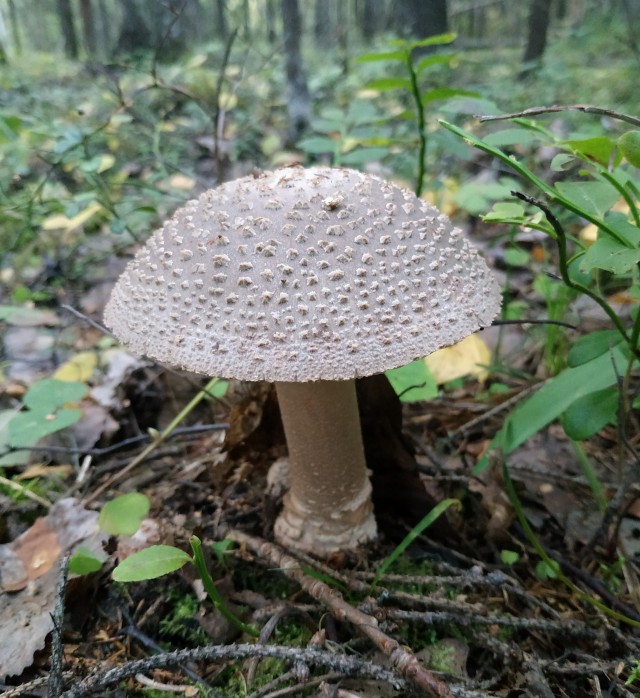 На море за грибами