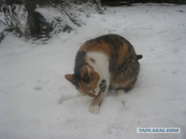 Жизнь домашнего приюта для котеек 374