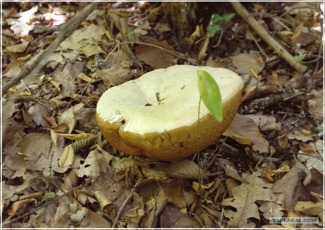 Крым. Новоульяновка. Водохранилище.
