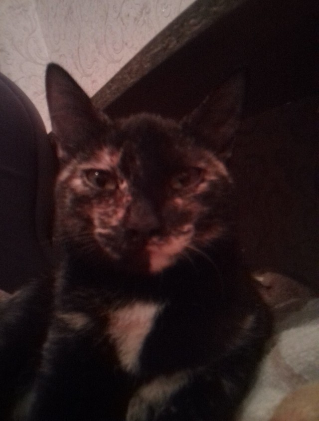 Котодракула