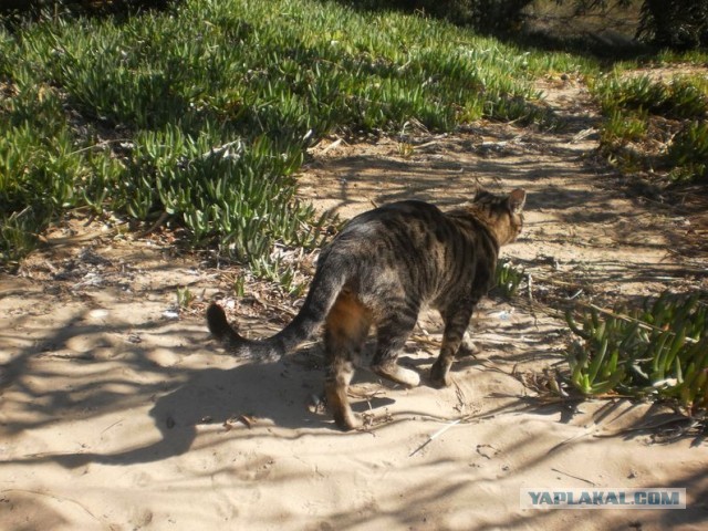 Котики Стамбула