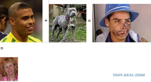 Убил питбультерьера, которого натравил хозяин