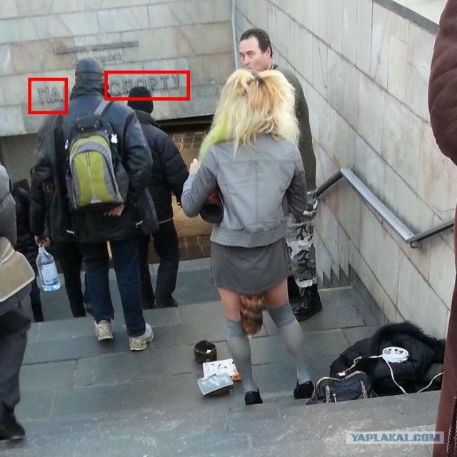 Откуда Хвост Растет!