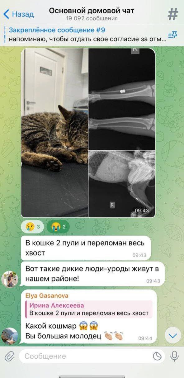 Обезьяны развлекаются