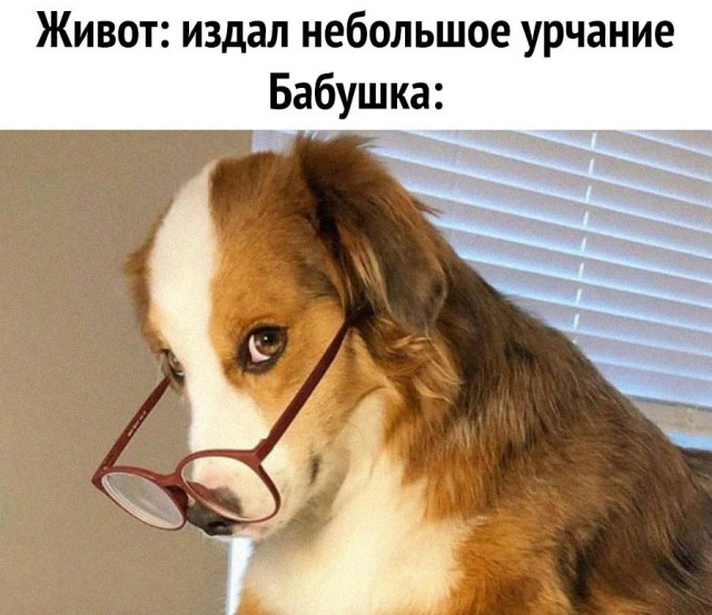 Весёлый полтишок 27.08.24