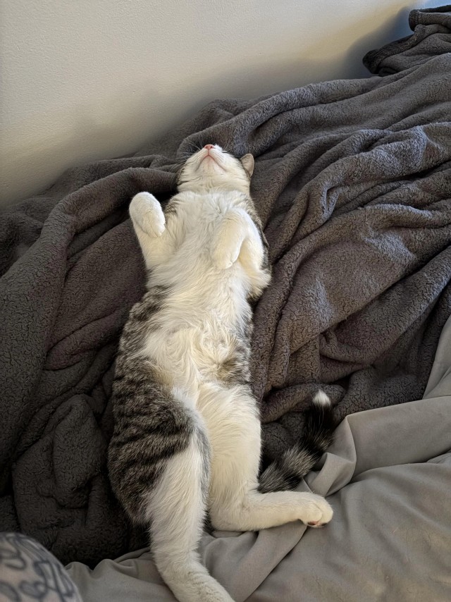 Спящих котеек тред