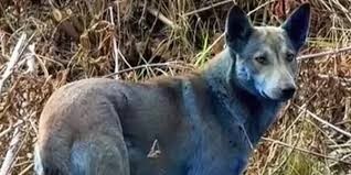 В Чернобыле замечены синие собаки