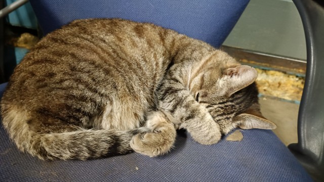 Котейка, хорошая