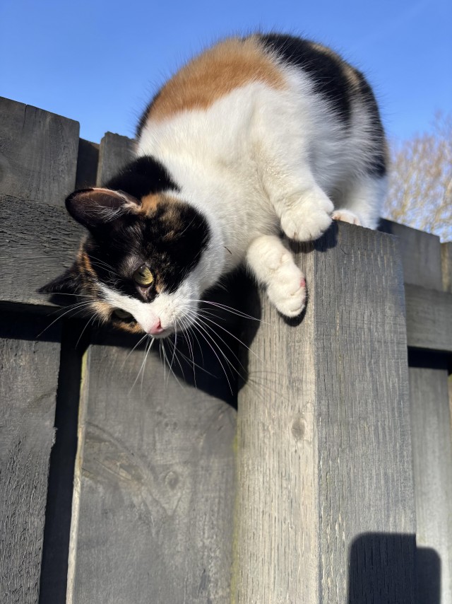 Рандомных фото котов тред