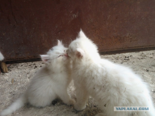 Котовторник 23.07.2013