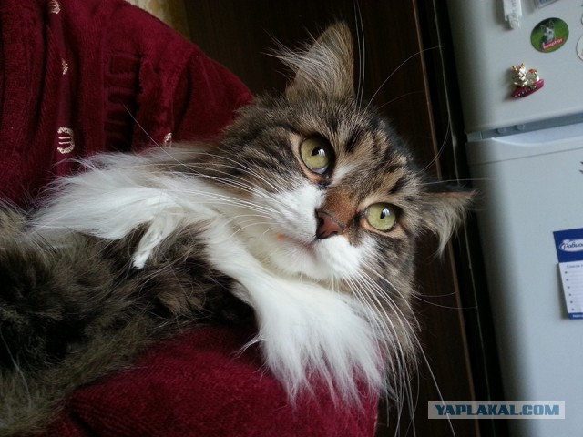 Котовторник 25.02.2014