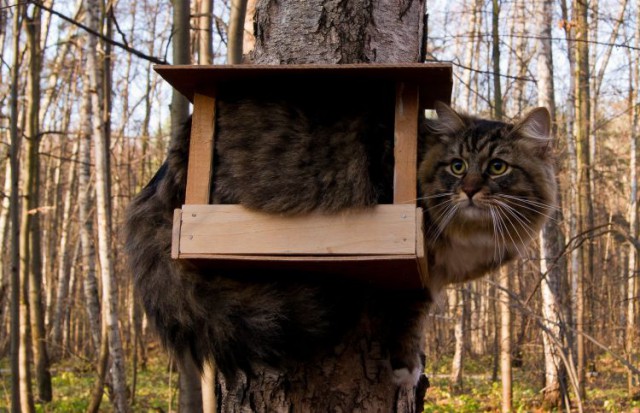 Запущена первая социальная сеть для украинцев