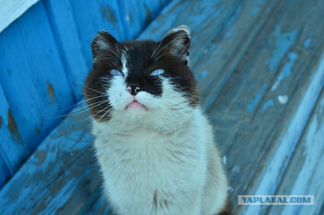 Тайские кошки
