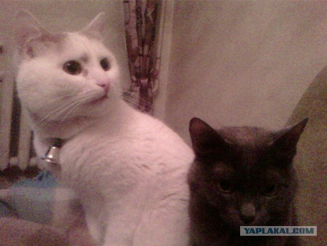 Поймали кошку с поличным