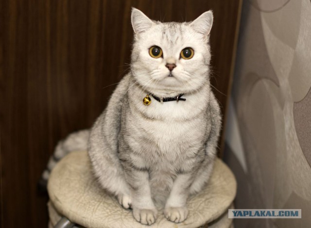 Котовторник