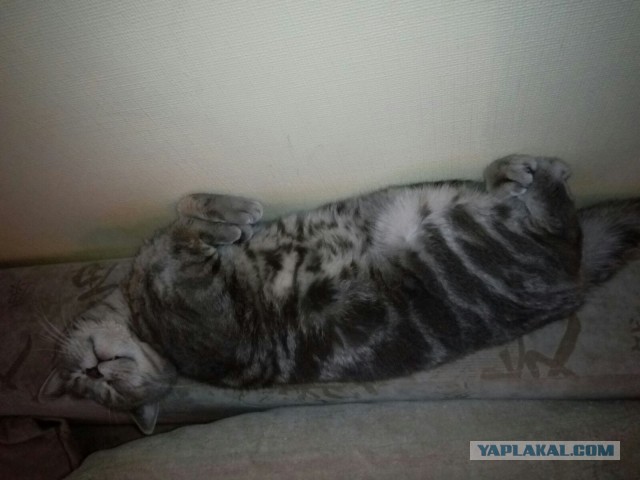 Котовторник 29-09-2015,
