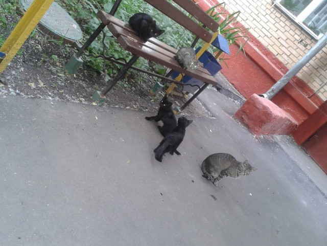Про котов