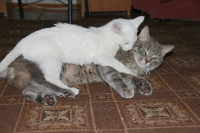 Жизнь домашнего приюта для котеек 91