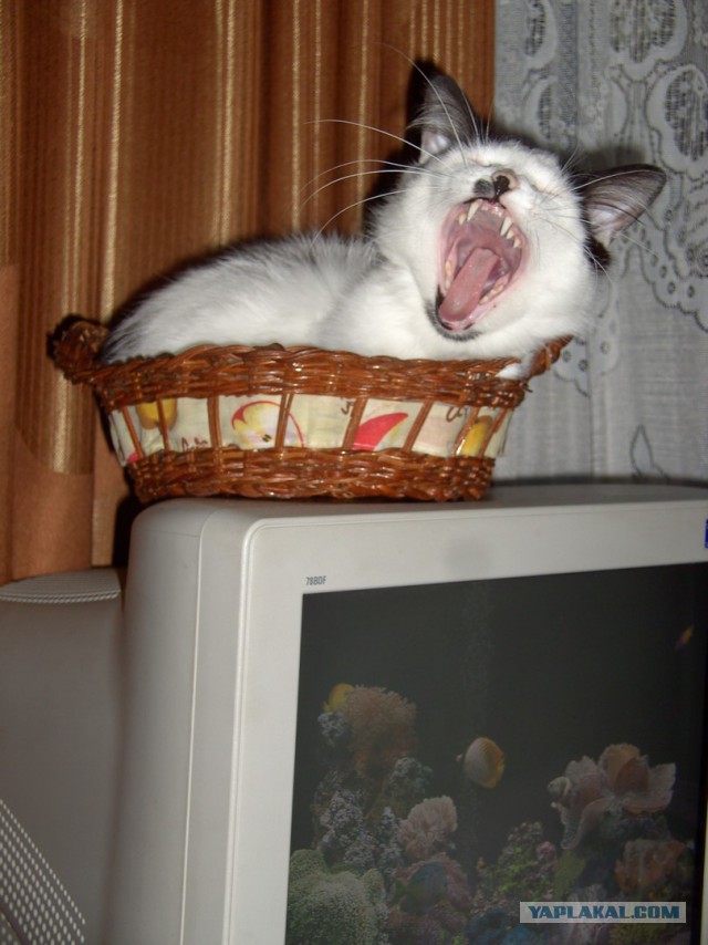 "А он так хохотался, так хохотался!"