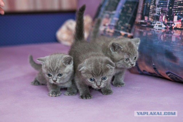 Недавно кошка родила