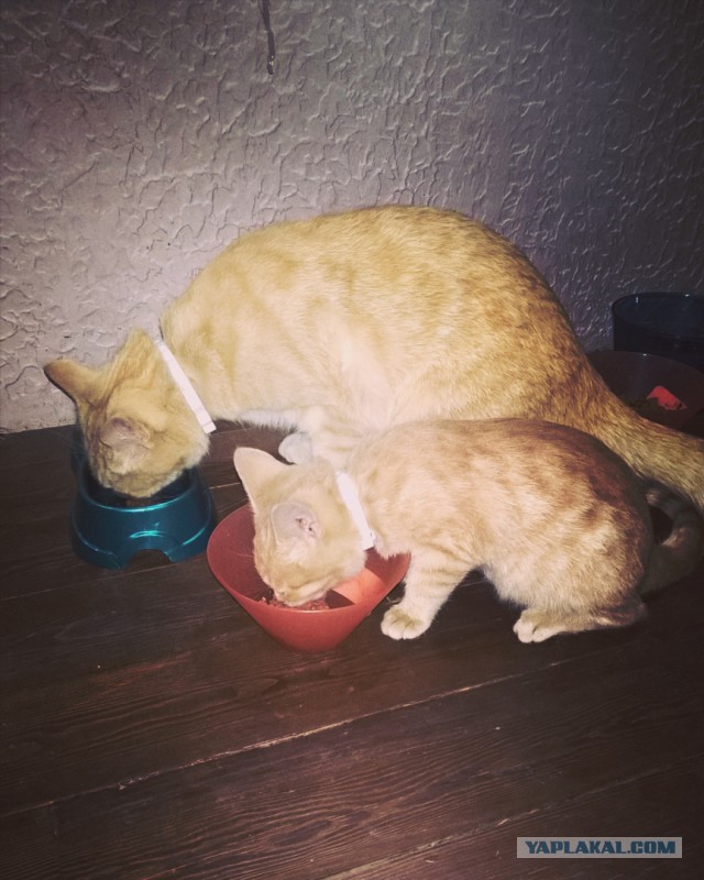 Котовторник 17.05.2016