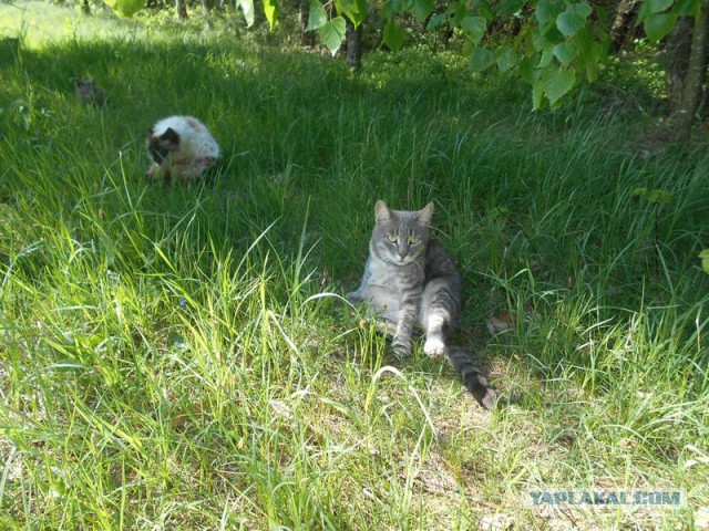 Жизнь домашнего приюта для котеек 114