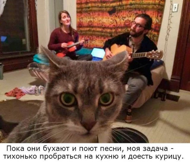 Котовторник 27.09.16