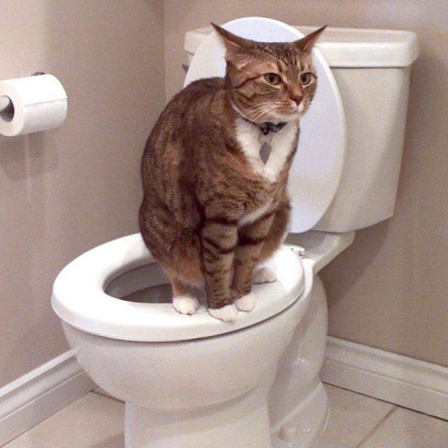 Коты из сети